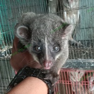 musang akar baby