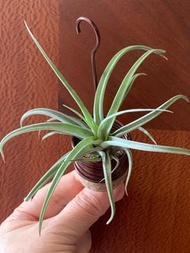 空氣鳳梨-香檳空可樂