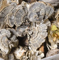 500g Natural Dried Turkey Tail Mushroom – Pure Herbal Fungus for Immune Support and Wellness – High-