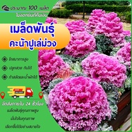 100 เมล็ด เมล็ดพันธุ์คะน้าปูเล่ปูเล่สีม่วง เมล็ดคะน้าปูเล่  ประดับสวยงาม ปูเล่สีม่วง ใบใหญ่