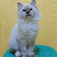 kucing himalayan betina blue eyes cantik