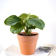 【竒植花物】 青蘋果竹芋陶盆 觀賞植物 綠化盆栽植栽  開幕送禮