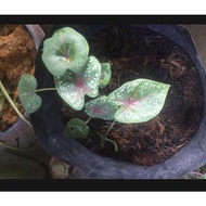 Caladium Keladi Anak Pokok Red start/ Fancy leaf/ Cat tumpat