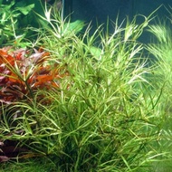Juncus Repens Aquascape Plant