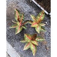 Aglaonema Widuri Induk