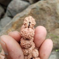 _beli lokal- jenitri mukhi 6 rudraksha genitri mukhi 6