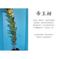 心栽花坊-帝王柑售價180特價150