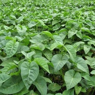 Biji Benih Kangkung Air Daun Besar (100± seed) / Big Leaf Water Kangkung Seeds 大叶空心菜种子