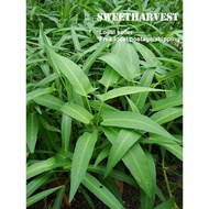 100* seeds Kangkong (broad leaf)/ kang kong/ kangkung/ kang kung/ water spinach 5g nett