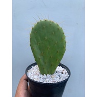 Cactus Succulent Plant Opuntia Snow