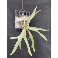 鹿角蕨-P.Veitchii 銀鹿母株 (己上板)-療癒植物-文青植物、蕨類植物、雨林植物-上板植物~室內~觀葉~IG網紅
