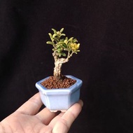 超迷你) 黃楊盆景  開花中 老樁 植物 盆栽實拍禮物 新年plant.bonsai tree gift 👑9年五星老店