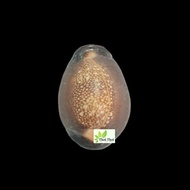 Thai Amulet Lp Kasem Khemago Biagae Thailand Buddha