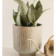 3 Biji Benih Pokok Lidah Jin Dracaena trifasciata 'Moonshine' Snake Plant Seed - 3 Seed