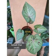 Thai Hybrid Caladium