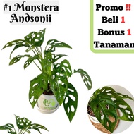 Beli 1 Gratis 1 Tanaman Hias Hidup Asli Janda Bolong Monstera Andasoni Bunga Pohon Daun Obliqua