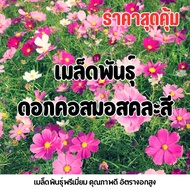 Great Value Cosmos Seeds Mixed Colors (Cosmos) [Seeds Garden Fresh]