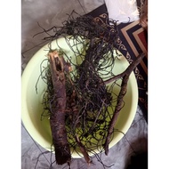 Cenuai Rja Cenuai asli Gunung Bubu