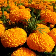 F1 orange dwarf marigold seeds with large flowers - 0.05gr pack