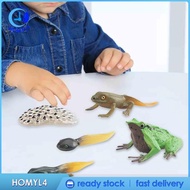 [Homyl4] Frog Toy Life Cycle, Science Teaching Materials, Animal Growth Cycle Set