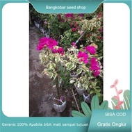 Tanaman bunga hias bugenvil - bougenville varigata merah import