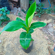 BIBIT PISANG MOROSEBO // BIBIT BUAH PISANG MOROSEBO KHUALITAS SUPER