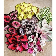 Leaf - begonia rex 海棠叶