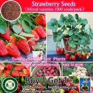 Bibit Strawberry California 100 Butir Benih Buah Strawberry Merah Besar Manis Segar Biji Stroberi Un