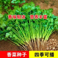 Leaf Coriander Seeds Leaf Coriander Seeds Balcony Potted Planting Coriander Seeds Four Seasons Can G