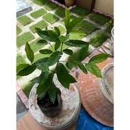 Pokok Salam/Bay Leaf Tree 月桂树苗 Vegetable Herb Live Plant [Lush Garden]