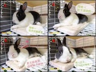 【台南工廠直營天然大理石涼墊】現貨【CP值最高精緻細緻磨邊C】【兔子.其他專用 】兔子大理石涼墊，寵物涼墊、花色隨機
