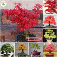 [Fast Delivery] Japanese Maple Seeds for Planting (50 seeds/bag, Suitable for Growing In Malaysia) - Flower Seeds Bonsai Tree Live Plant Garden Flower Plant Seed Ornamental Potted Plants Indoor Outdoor Real Air Plant Gardening Decoration Benih Pokok Bunga