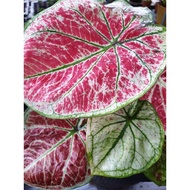 Caladium Watermelon / Keladi tembikai / keladi hiasan / Caladium Passion