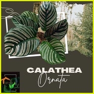 ♒  ◨ ☂ Calathea Ornata Live Plants