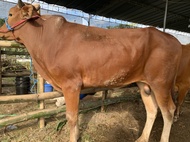 Sapi qurban madura murah bobot 300-320 kg