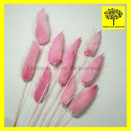 dried candy colour lagurus rabbit tail bunga kering warna import asli - pink