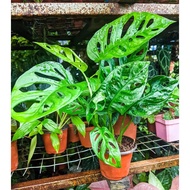 Monstera/READYSTOCK/Monstera bolong/Unik plant [MONSTERA BOLONG/ADANSONII]