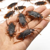 Fake Insects, Cockroaches, Centipede, Scorpion, Pestle, Spider, Ants, Plastic Flies, Look Real