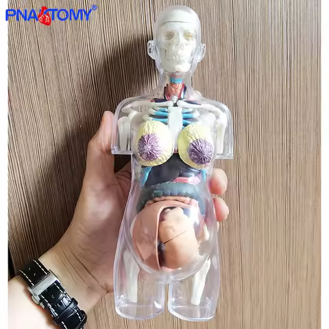 Transparent Human Body Anatomical Use Pregnant Human Skeleton DIY Anatomy Model Educational Equipmen
