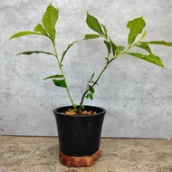 黑膠盆 盆栽 日本犬枇杷實生 植物 植物 盆栽