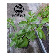 Holy Tulasi Plant / Basil Plant- Purple / Green