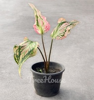 บอนสี ฮกหลงชมพู (Caladium bicolor vent) กระถาง 4 นิ้ว