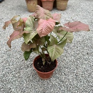 90s Greenovation Live plant Big Syngonium Pink 合果芋 P150
