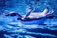 【泰國】普吉島普吉水族館門票 Aquaria Phuket TicketAquaria Phuket Thailand