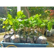 Pohon LANGKA Ginkgo Biloba/ Gingko Biloba harga per pcs