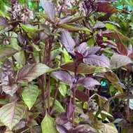 POKOK purple thai Basil/ Italian Basil/ Green Thai Basil/bayam brazil/oregano/Pokok Tomyam/