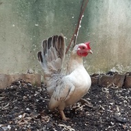 Ayam Hias ( Kate Sni/Ceper/Kate Asli/Jantan/ Betina)
