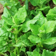 New Zealand Spinach Seeds - Spinach Seeds - Vegetable Seeds