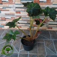 Rhizomatous Begonia cleopatra/ bibit Begonia cleopatra/ begonia murah