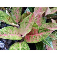 Aglaonema Varieties.